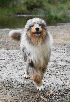 Pulgas en perros. Little Hollywood collies